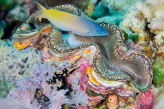 Tridacna squamosa