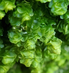 Jungermanniaceae