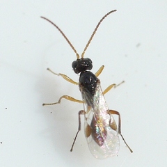 Euphorinae