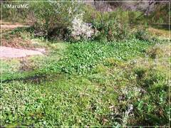 Hydrocotyle ranunculoides