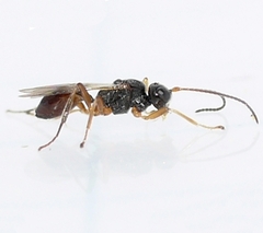 Euphorinae