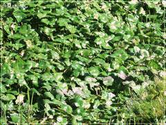 Hydrocotyle ranunculoides