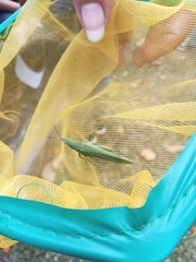 Atractomorpha similis