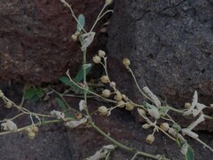 Corbichonia decumbens