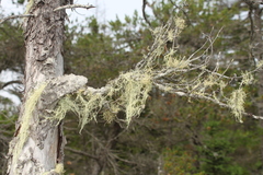 Usnea subfloridana