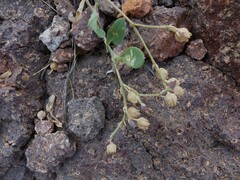 Corbichonia decumbens