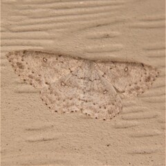 Cyclophora