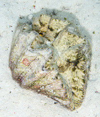 Hippopus hippopus