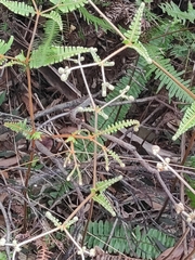 Dicranopteris linearis