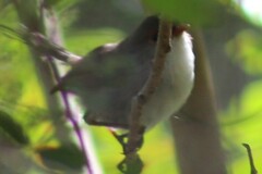 Malurus