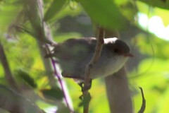 Malurus