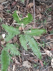 Dicranopteris linearis