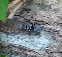 Cephalotes multispinosus