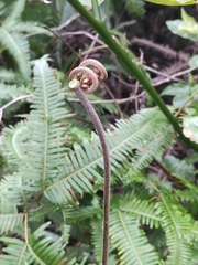 Dicranopteris linearis