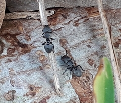 Cephalotes multispinosus