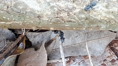 Cephalotes multispinosus