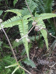 Dicranopteris linearis