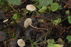 Myochromella boudieri