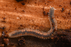 Gosodesmus claremontus