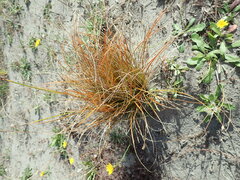 Carex testacea