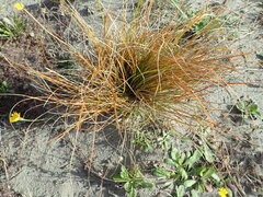 Carex testacea