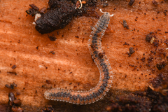 Gosodesmus claremontus