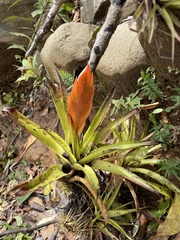 Tillandsia multicaulis