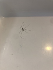 Crossopriza