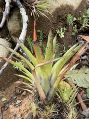 Tillandsia multicaulis