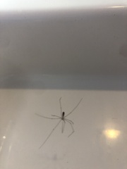 Crossopriza