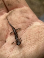 Plethodon glutinosus