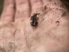Plethodon glutinosus