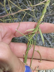 Funastrum heterophyllum