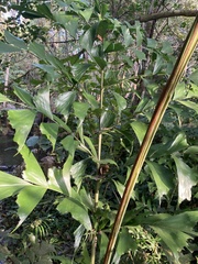 Caryota
