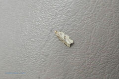 Archips grisea