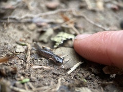 Plethodon glutinosus
