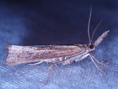 Neodactria luteolellus