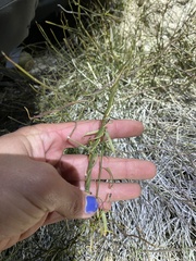 Funastrum heterophyllum