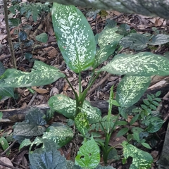 Dieffenbachia