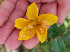 Hypericum calycinum