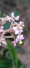 Miconia xalapensis