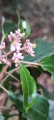 Miconia xalapensis
