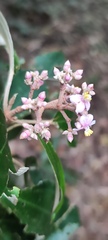 Miconia xalapensis