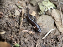 Plethodon glutinosus
