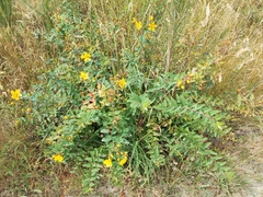 Hypericum calycinum