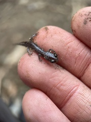 Plethodon glutinosus