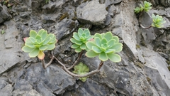 Sedum palmeri