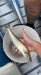 Sillaginodes punctatus