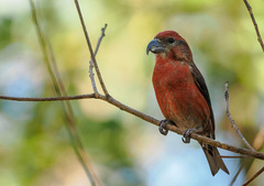 Loxia curvirostra