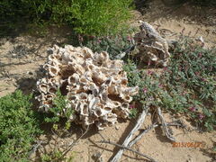 Saccostrea cuccullata